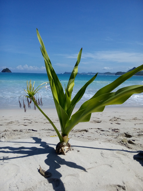 Indian ocean view from Selong Belanak beach, south Lombok