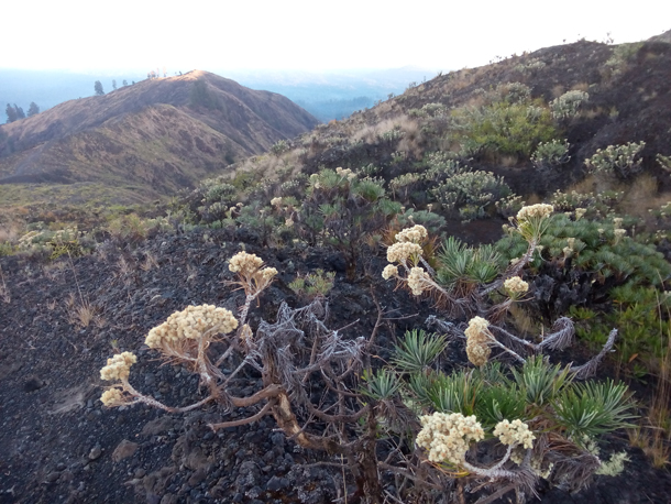 Edelweis flower or bunga abadi on Mount Tambora
