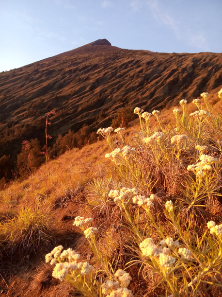Edelweis flower on the top of Mount Rinjani Lombok
