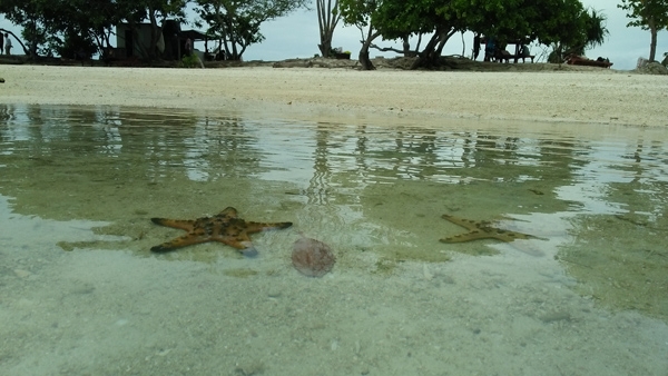 Many stars fish found at Sekotong Beach