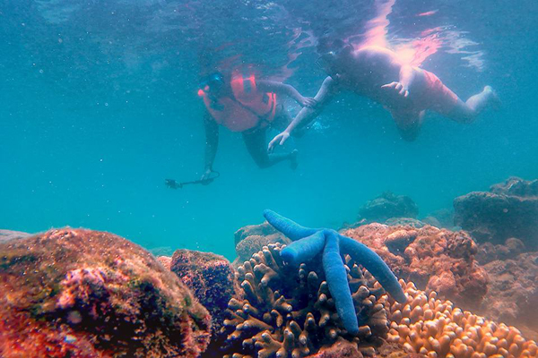 Coral reef and blue star fish at Pink Beach