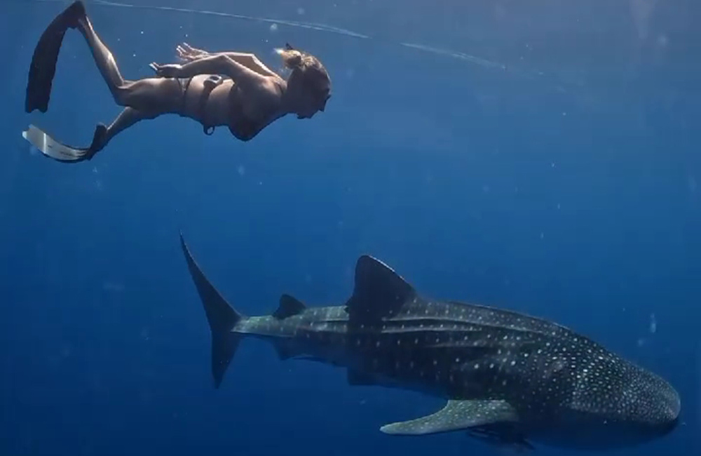 whale-shark-open-trip1